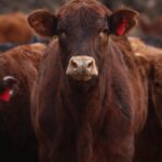 “Denuncia por cartelización en vacuna aftosa: Tecnovax vs Biogénesis y CDV”