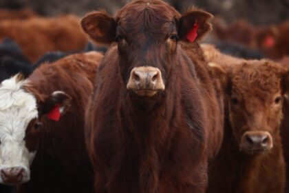 “Denuncia por cartelización en vacuna aftosa: Tecnovax vs Biogénesis y CDV”