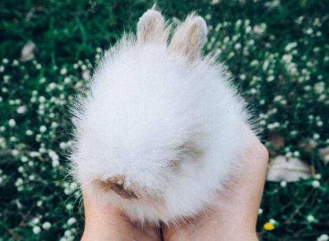 Las 10 supersticiones más populares: pata de conejo